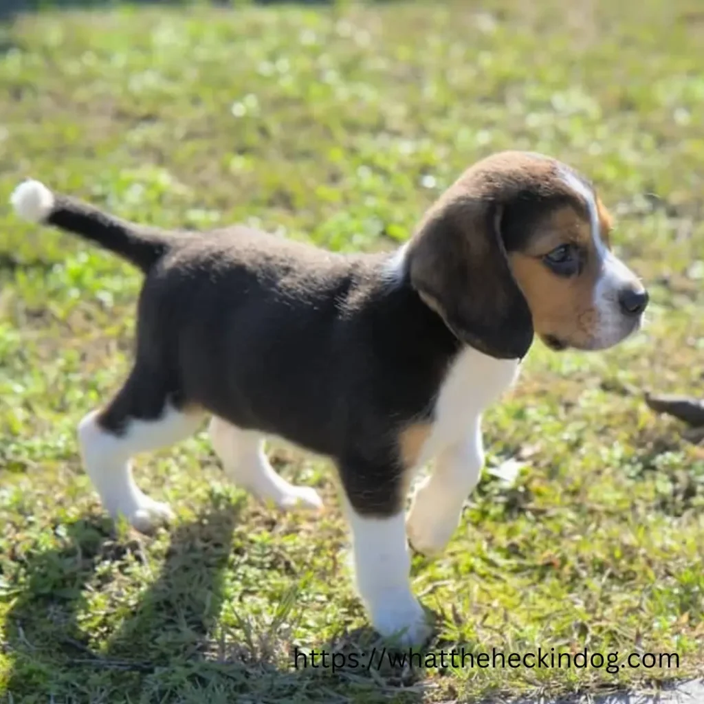 A cute beagle puppy walking on green grass.