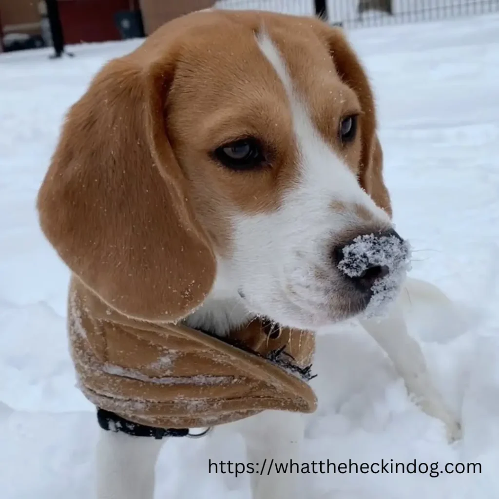 Adorable beagle puppy exploring the grassy area.