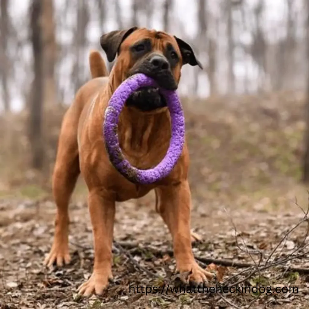 A dog happily holds a purple toy in its mouth, showing its playful nature and love for toys.