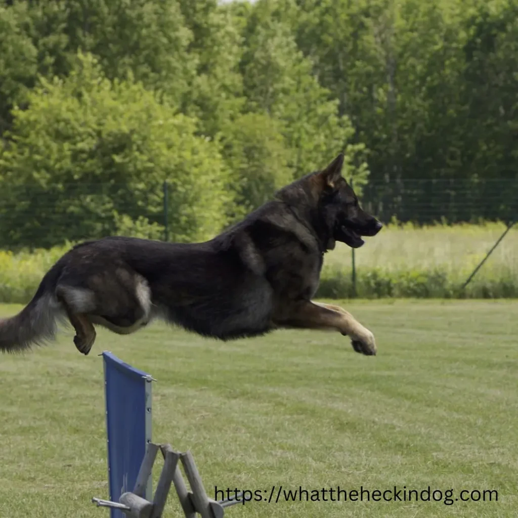 A canine effortlessly clearing a hurdle in a competitive event.