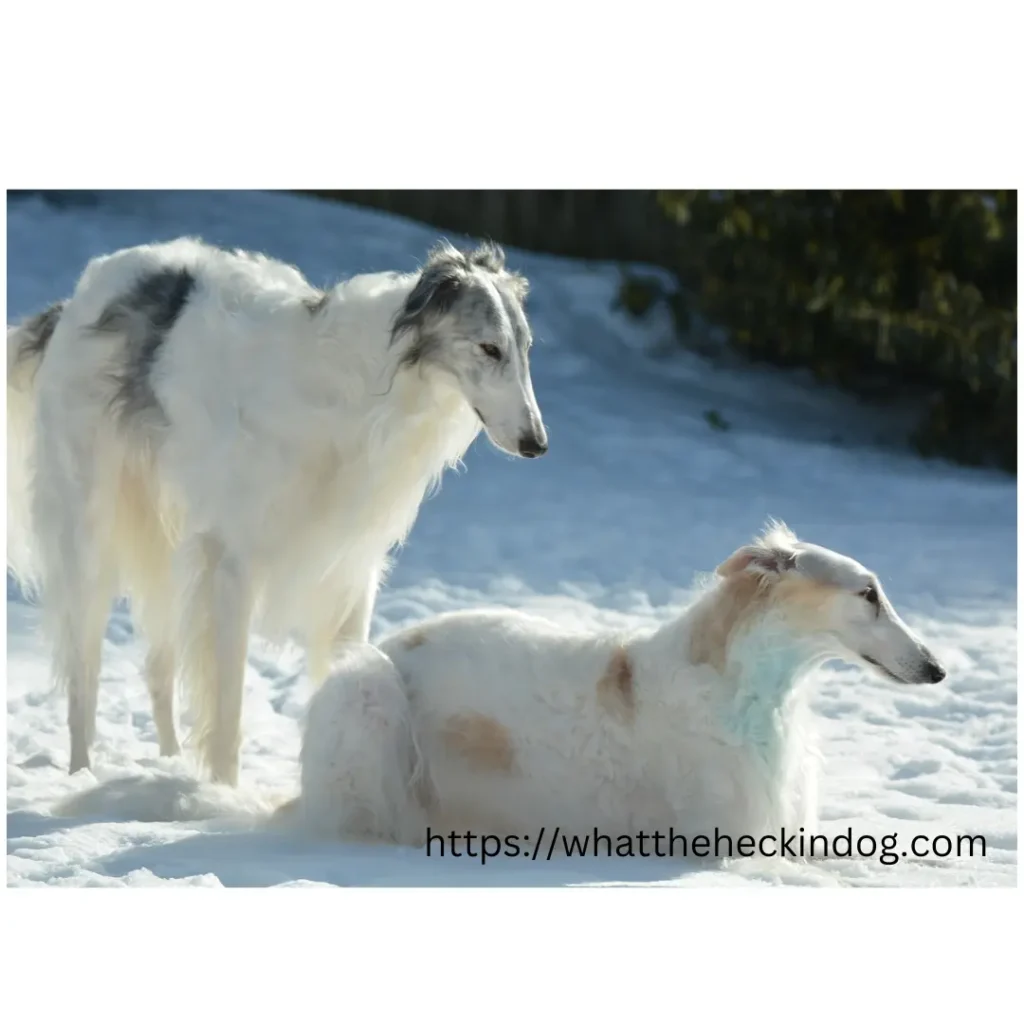 Two Borzoi dog standing side by side in the snow, looking at the camera with their fluffy coats and wagging tails.