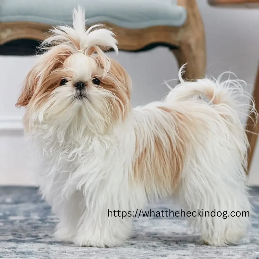 A small white and brown Shih Tzu dog standing on a blue carpet.