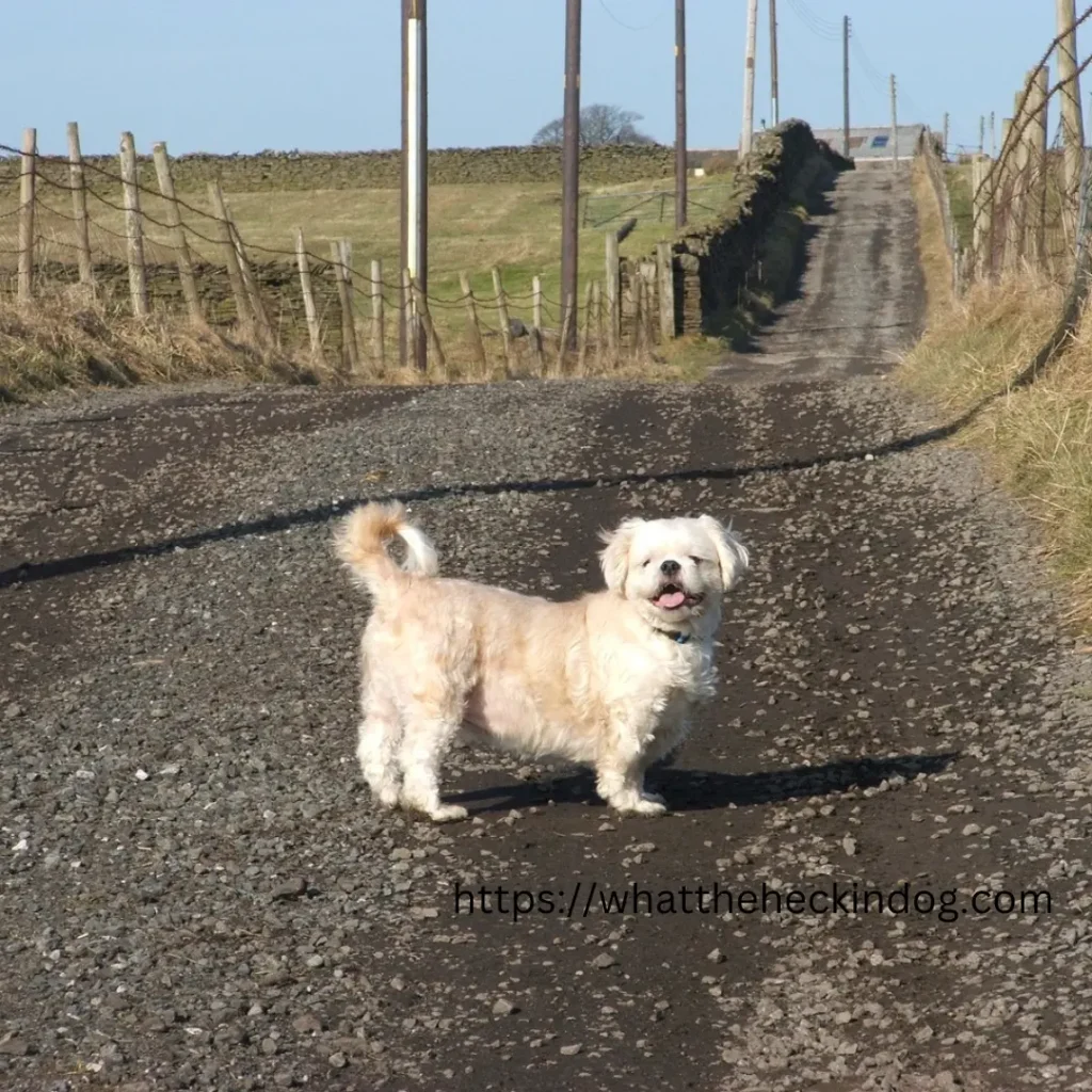 white Shih Tzu dog stands on a gravel road, looking ahead with curiosity and alertness.