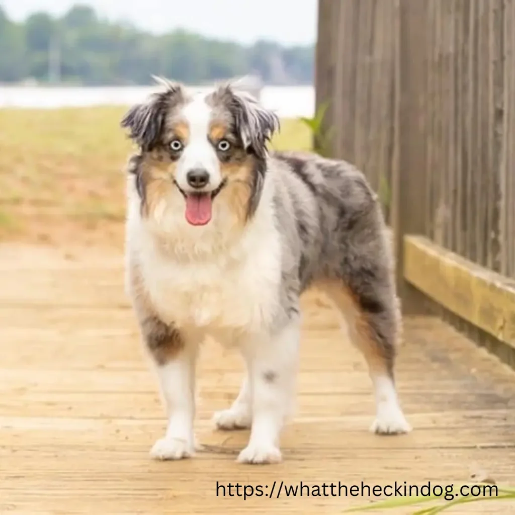 Australian Shepherd dog - a beautiful and intelligent breed known for its herding abilities and striking coat colors.