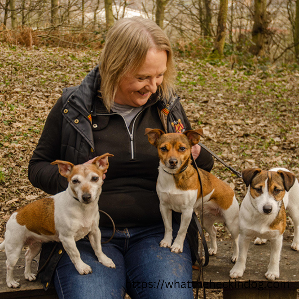 A lady seated on a bench with three Jack Russell Terrier dogs by her side.