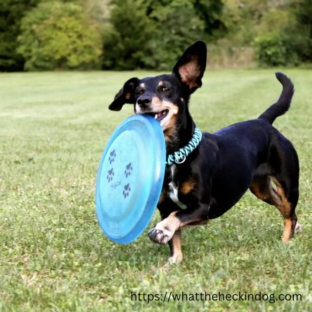 A playful dog sprinting with a frisbee in its mouth.