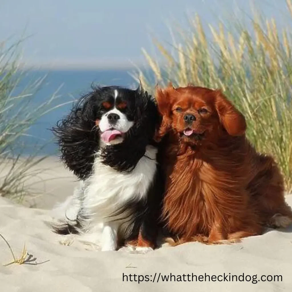 Two Cavalier King Charles Spaniel friends sitting on the sand, one with floppy ears and the other with a wagging tail, enjoying the beach.