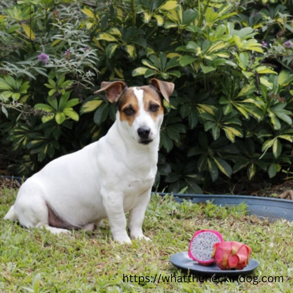 Cute dog sitting by plate of colorful Dragon fruit on grass.