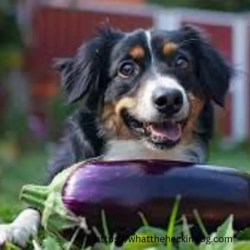 An adorable pup playing with an eggplant in the grass.