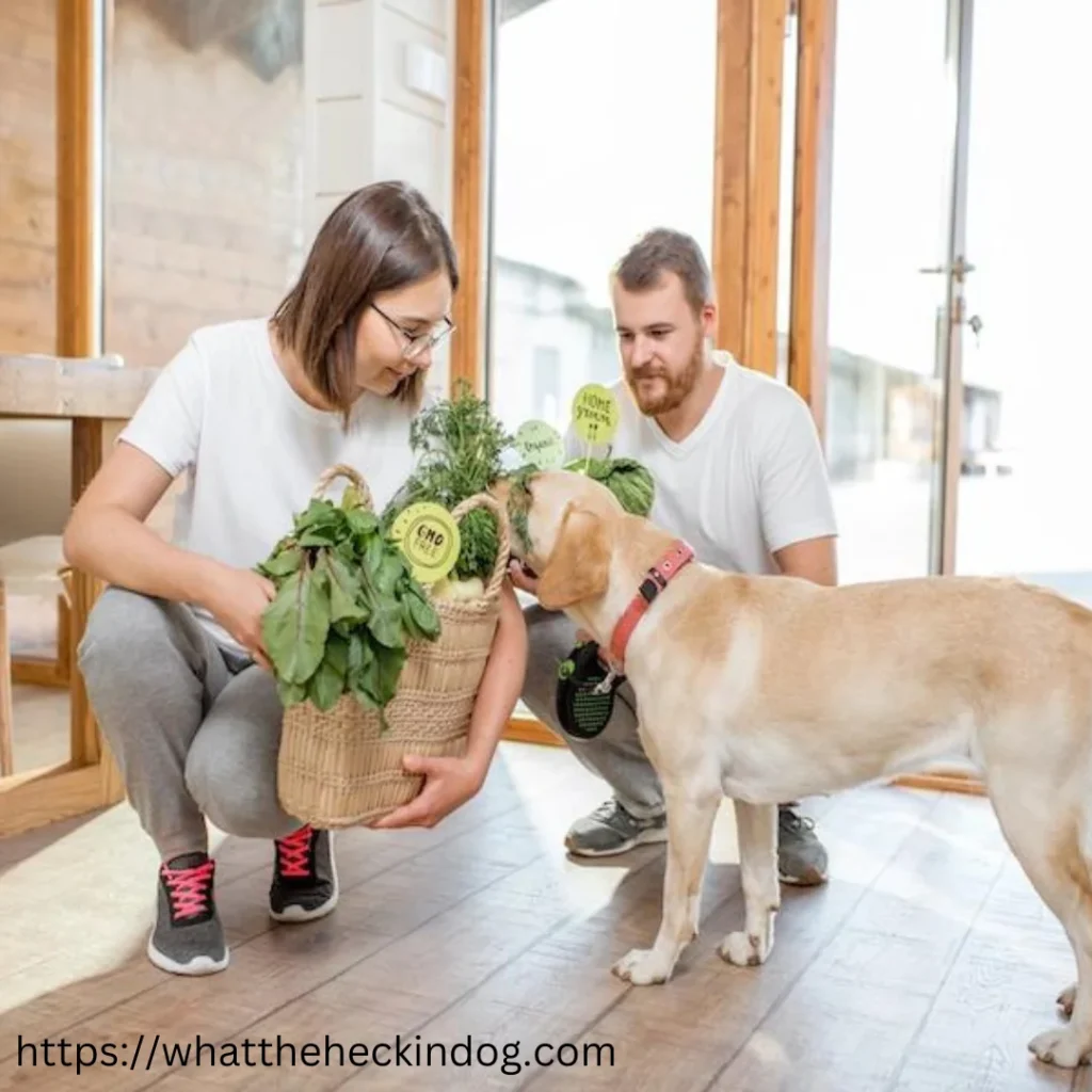 . A man and woman showing a plant to a dog, illustrating companionship and environmental awareness.