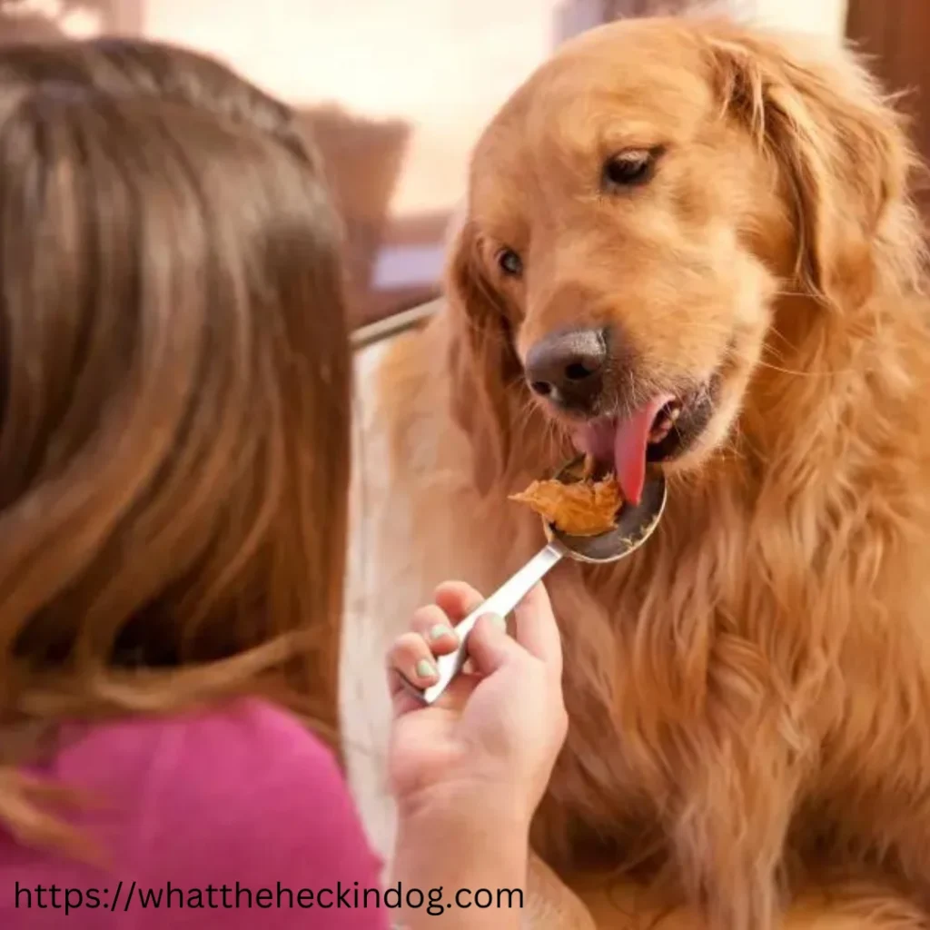 A golden retriever enjoying a spoonful of food.