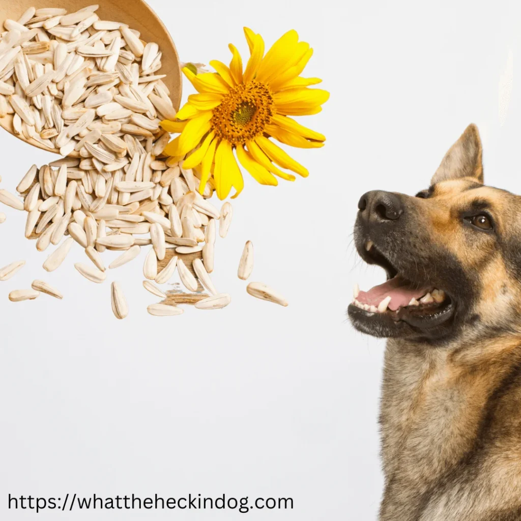 A German Shepherd dog enjoying sunflower seeds as a snack.