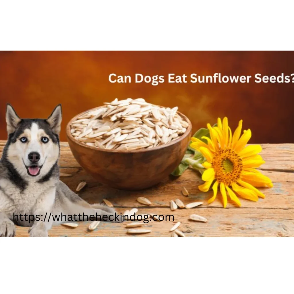 A dog with a bowl of sunflower seeds beside it, showing curiosity about whether dogs can eat them.