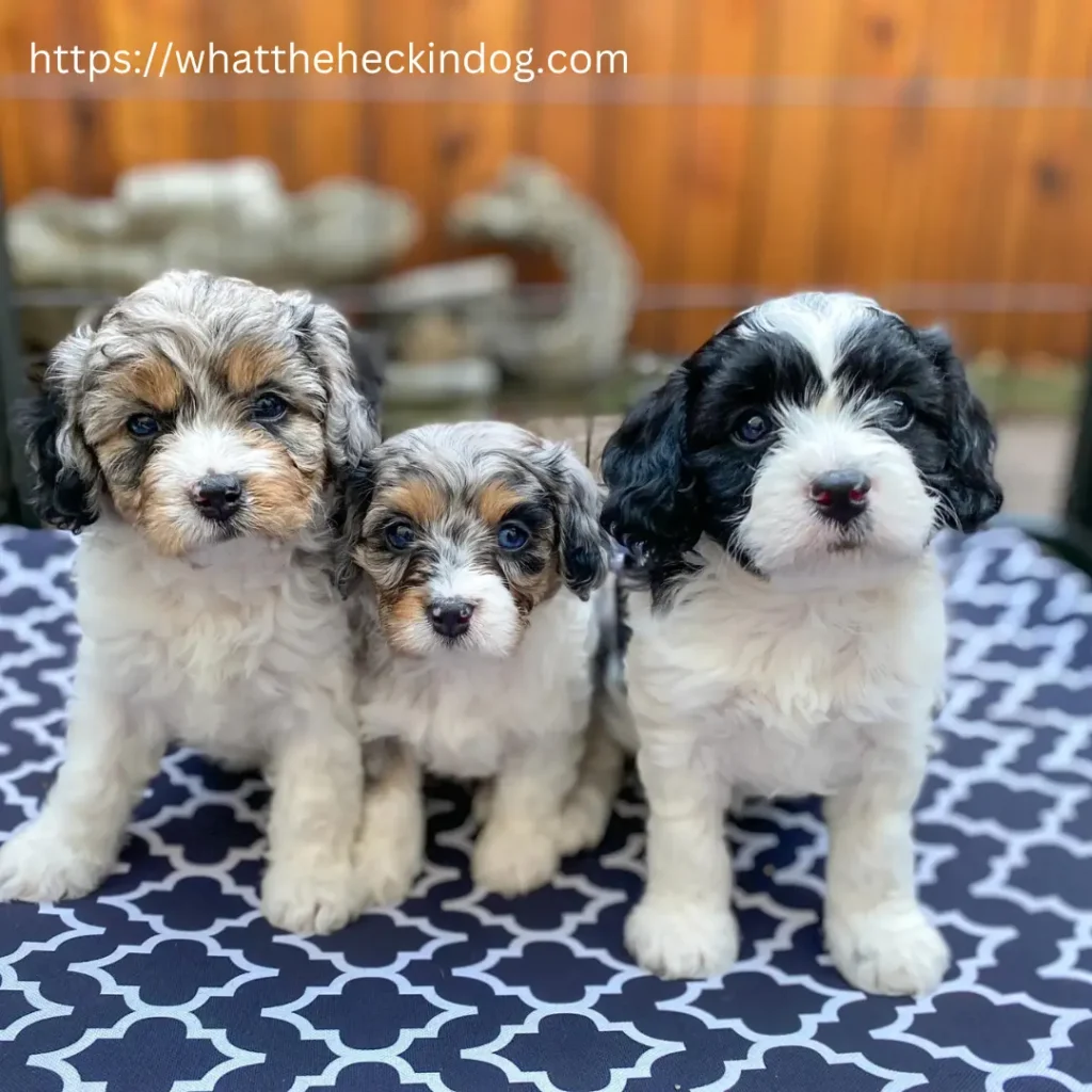 Three tiny black and white Cavapoo puppy  resting on a blue and white table.