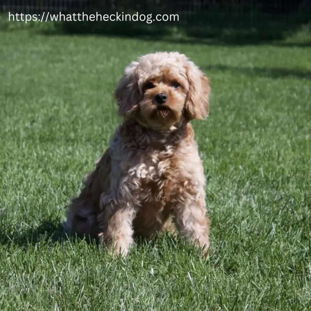 A small brown Cavapoo puppy sitting in the grass, looking content and relaxed.