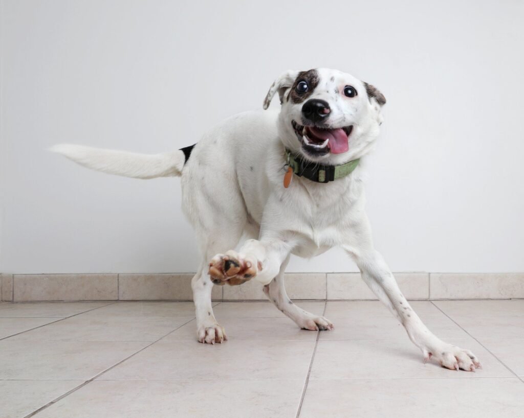  Image of a small girl seated next to a white dog on the ground.