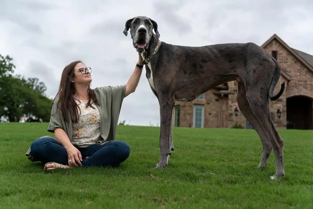 A woman gently pets a large dog in the grass, forming a heartwarming bond between human and animal.